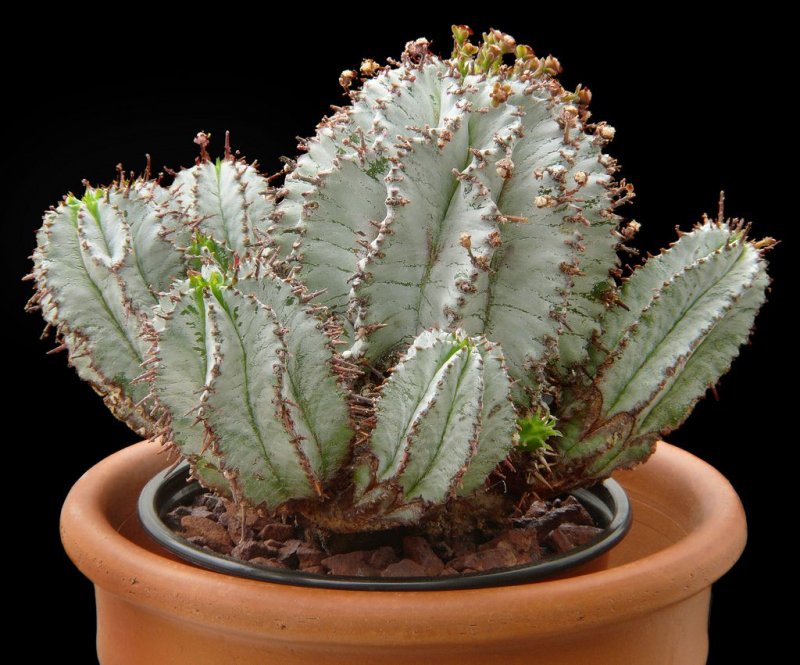 Молочай миля (Euphorbia milii