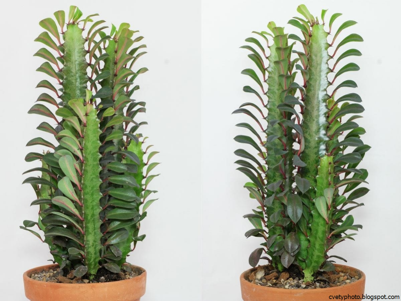 Euphorbia leuconeura