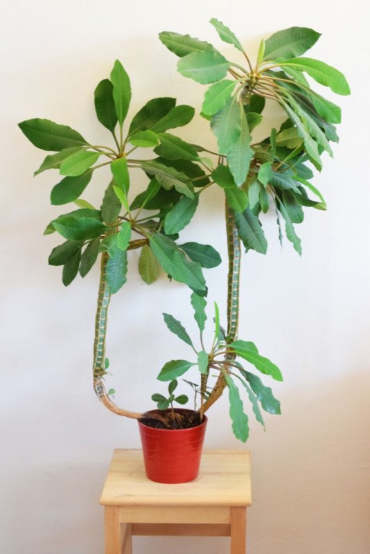 Молочай миля (Euphorbia milii