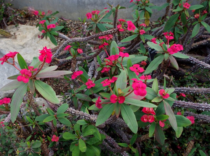 Молочай беложильчатый (Euphorbia leuconeura)