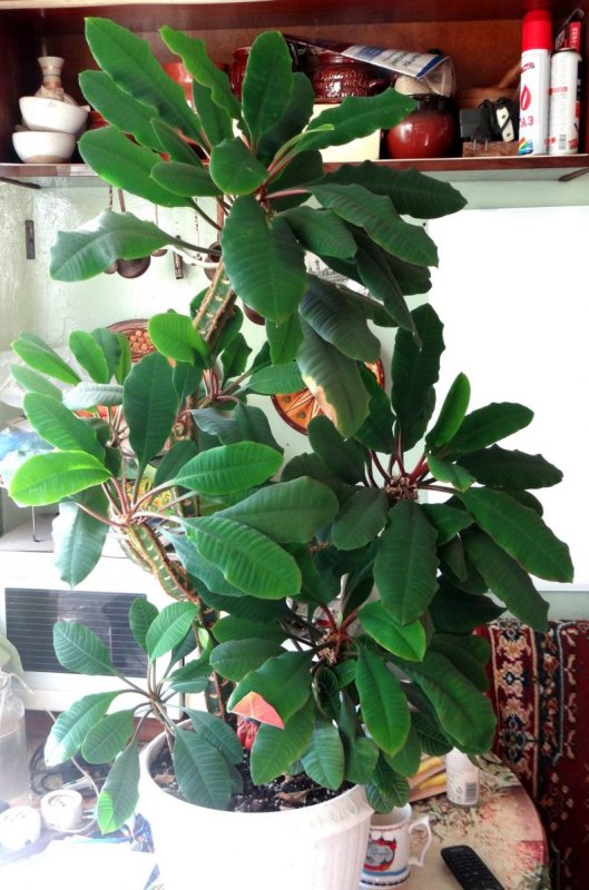 Молочай цереусовидный (Euphorbia cereiformis)