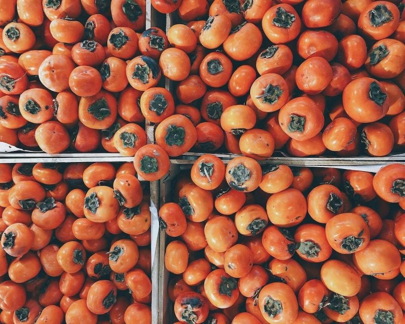 Хурма растение из косточки
