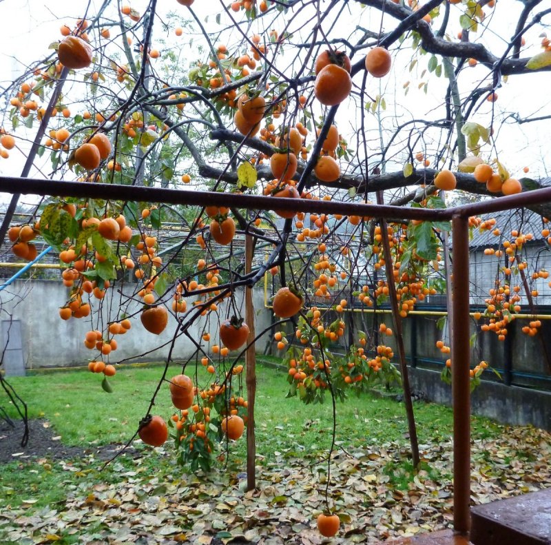 Росток хурмы Королек