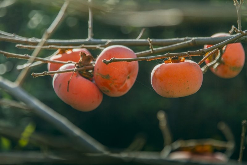 Апельсиновое дерево Orange Tree cotidiana