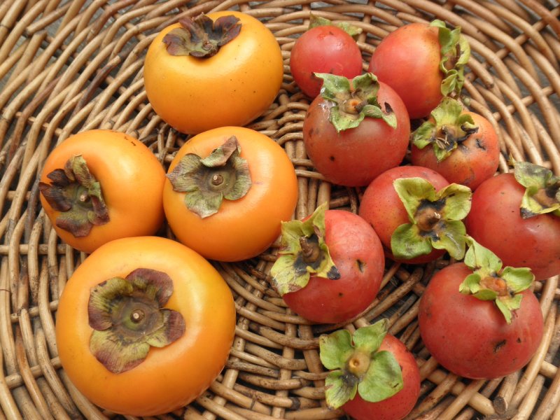 Манго из косточки