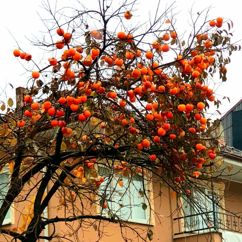 Черная хурма дерево