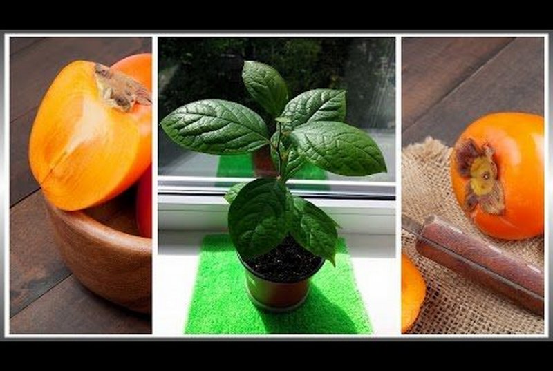 Росток хурмы из косточки