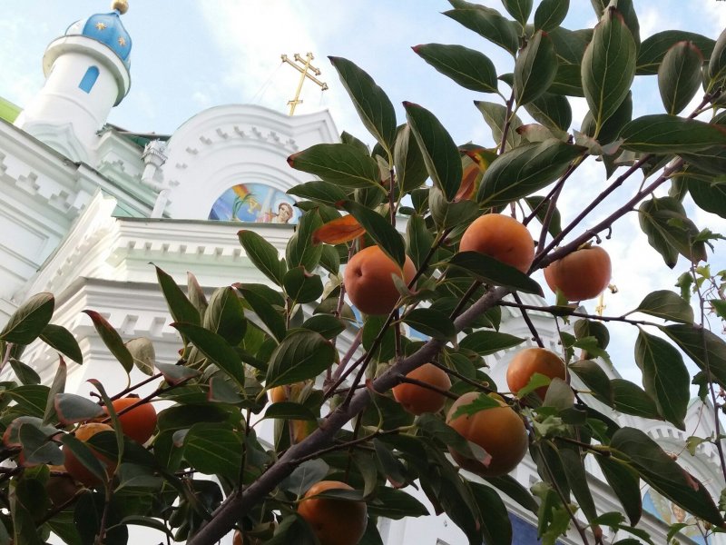 Вяленая хурма в Грузии
