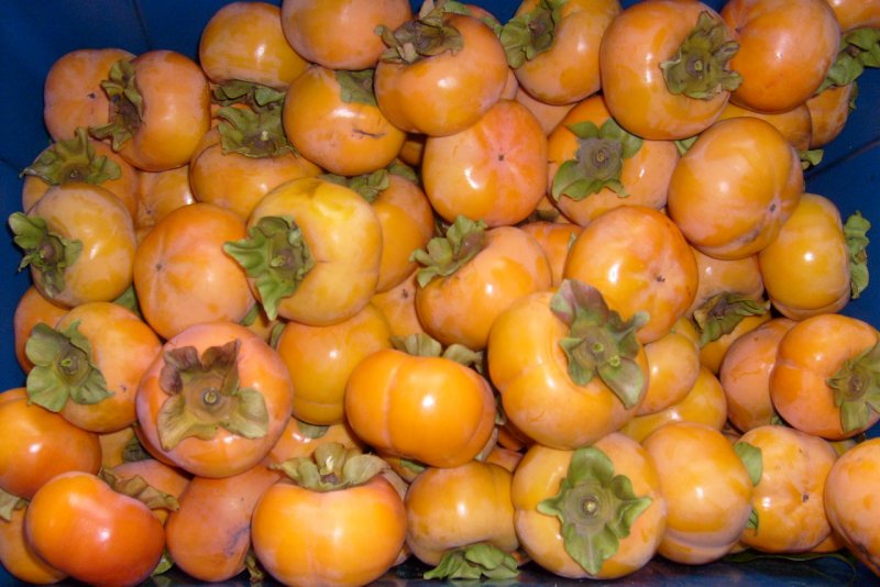 Hachiya Persimmons