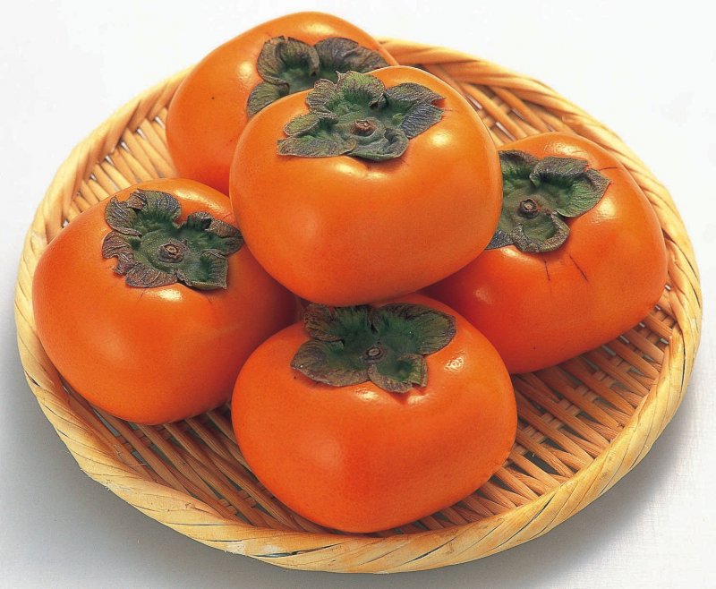 Хурма дерево из косточки