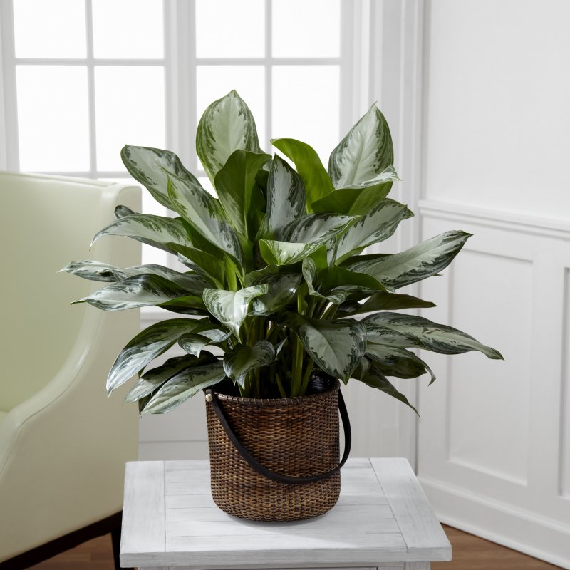 Цветок Chinese Evergreen