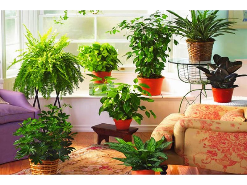 Тенелюбивые комнатные Суккуленты