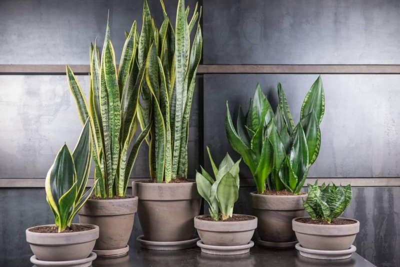 Сансевиерия трехполосная (Sansevieria trifasciata)