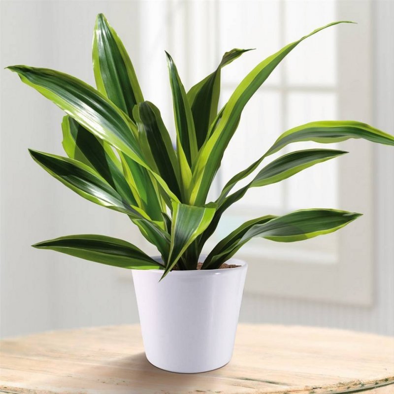 Драцена душистая Dracaena