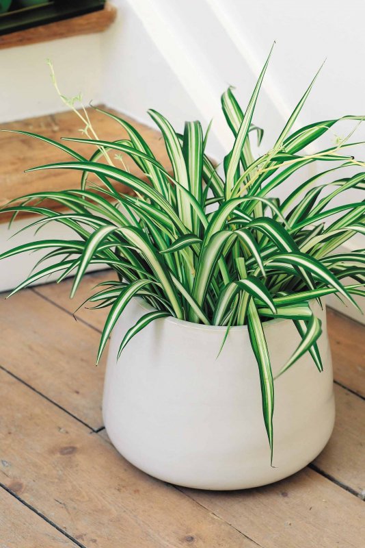 Хлорофитум хохлатый Chlorophytum comosum