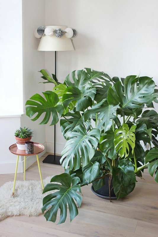 Монстера Делициоза (Monstera deliciosa)