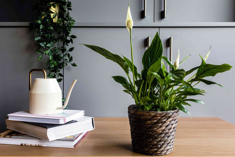 Спатифиллум (Spathiphyllum)