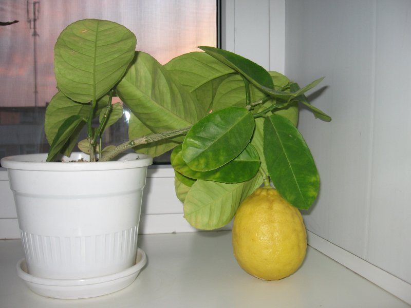 Lemon Tree (лимонное дерево)