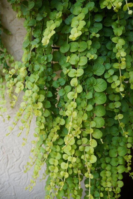 Вербейник монетчатый (Lysimachia nummularia)