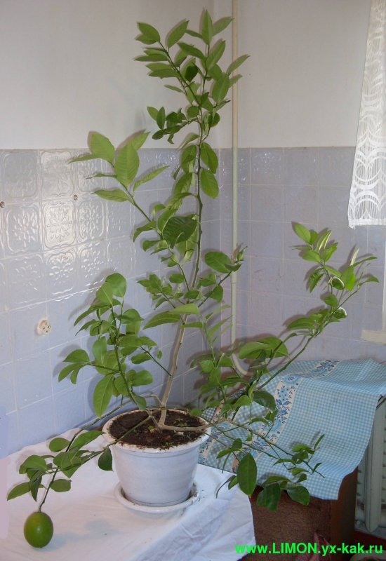 Лимонник домашний