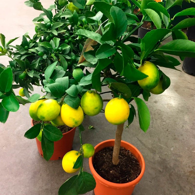 Лимон (Citrus Limon)