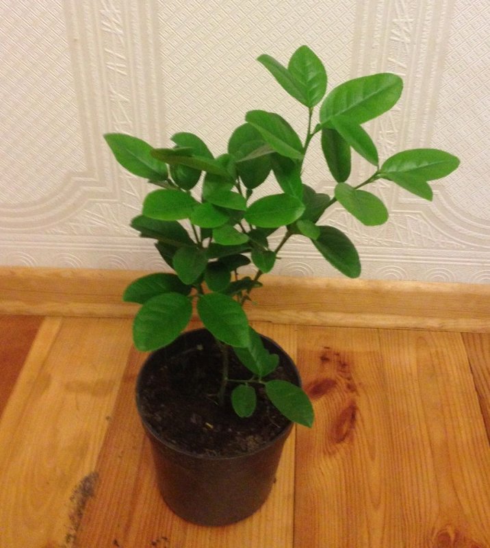 Саженец лимона в горшке