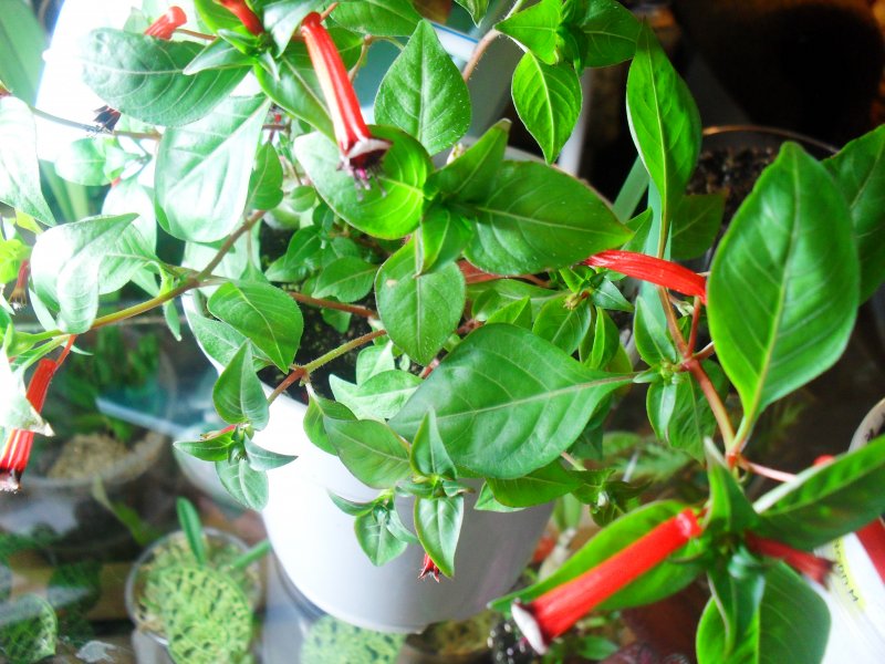 Лимон (Citrus Limon)