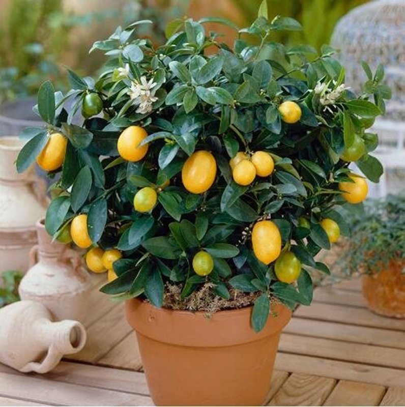Комнатное дерево Citrus Lemon