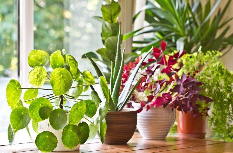 Lemon Tree windowsill Rain