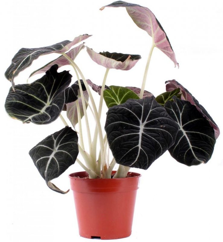 Алоказия клобучковая (Alocasia cucullata)