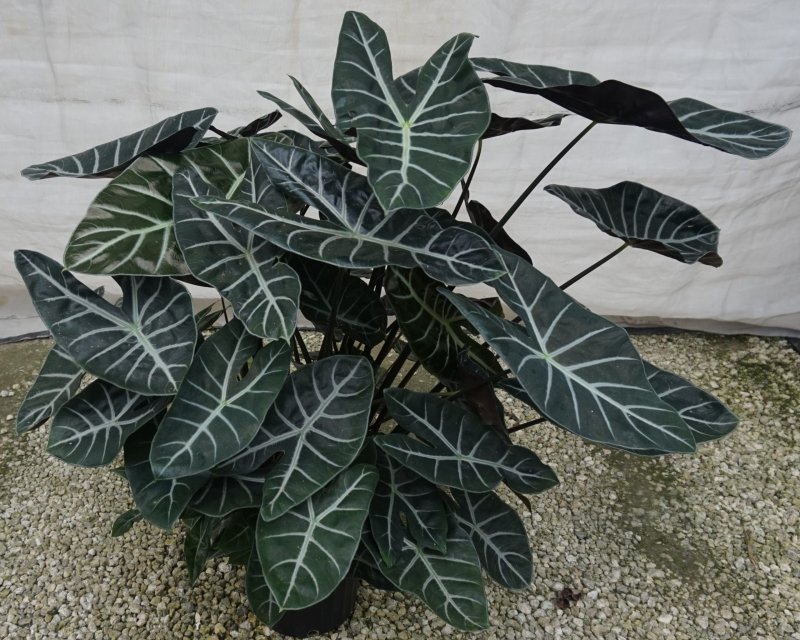 Алоказия korthalsii Grandis