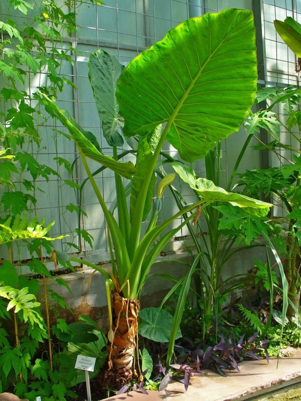 Филодендрон /Philodendron opacum/ (Monstera karstenianum)