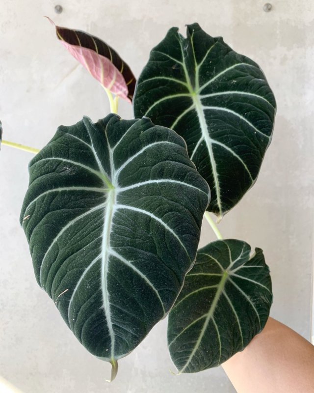 Alocasia arifolia
