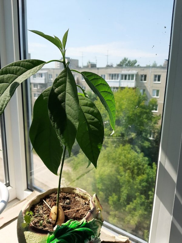 Авокадо цветок из косточки