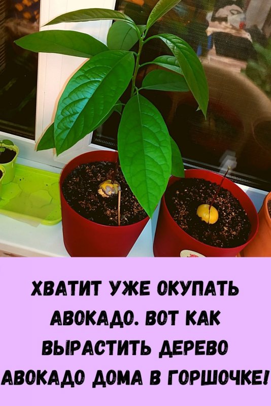 Куст авокадо в горшке