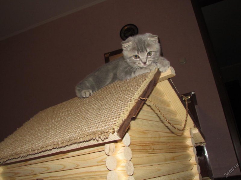Кошачий дом в Этномире