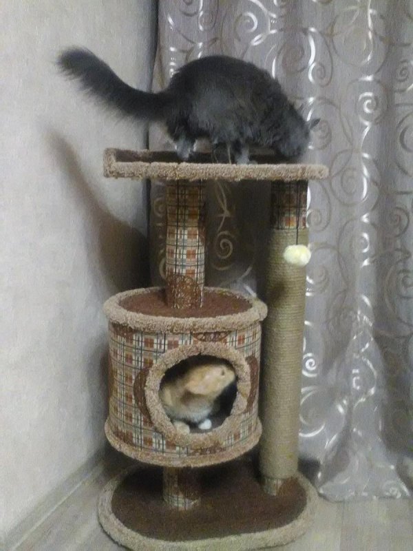 Кошкин дом Барнаул