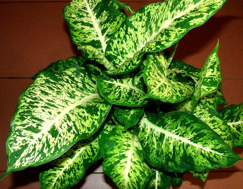 Диффенбахия Сегуина – Dieffenbachia Seguine
