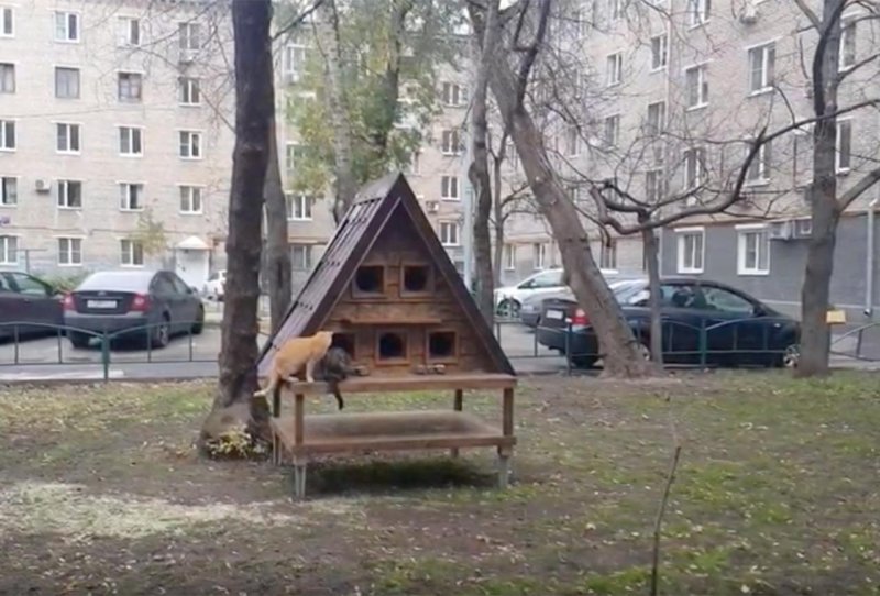 Кошкин дом Чертаново