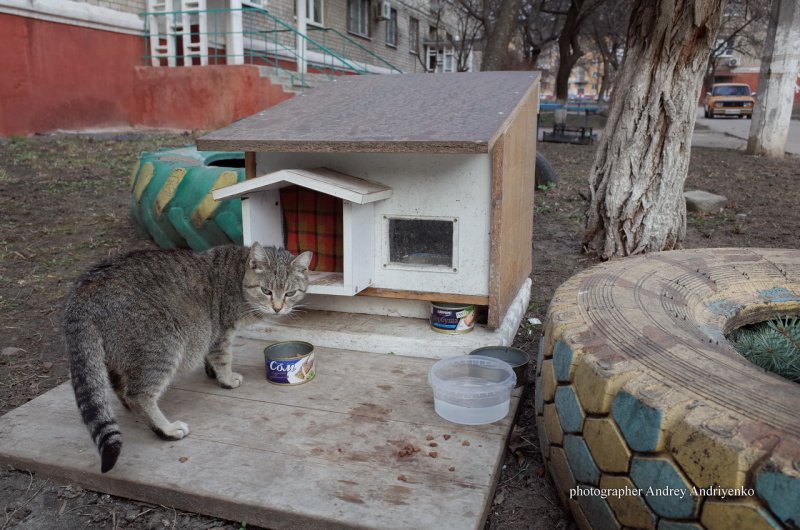 Домик для кота из дерева