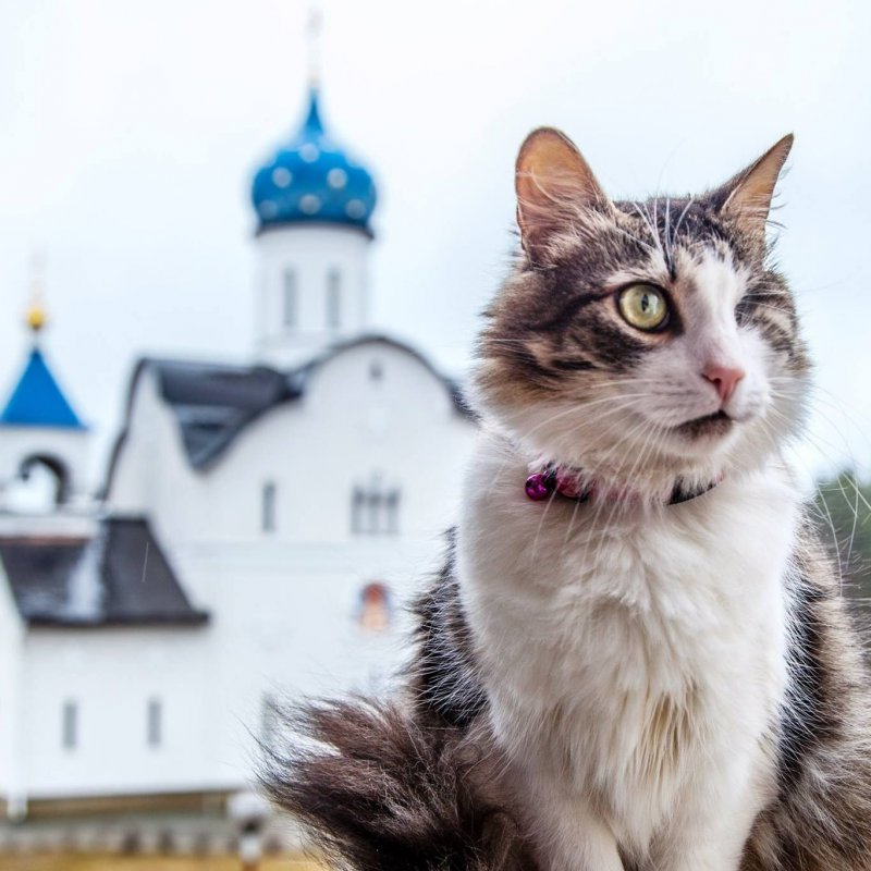 Кот Кутузов