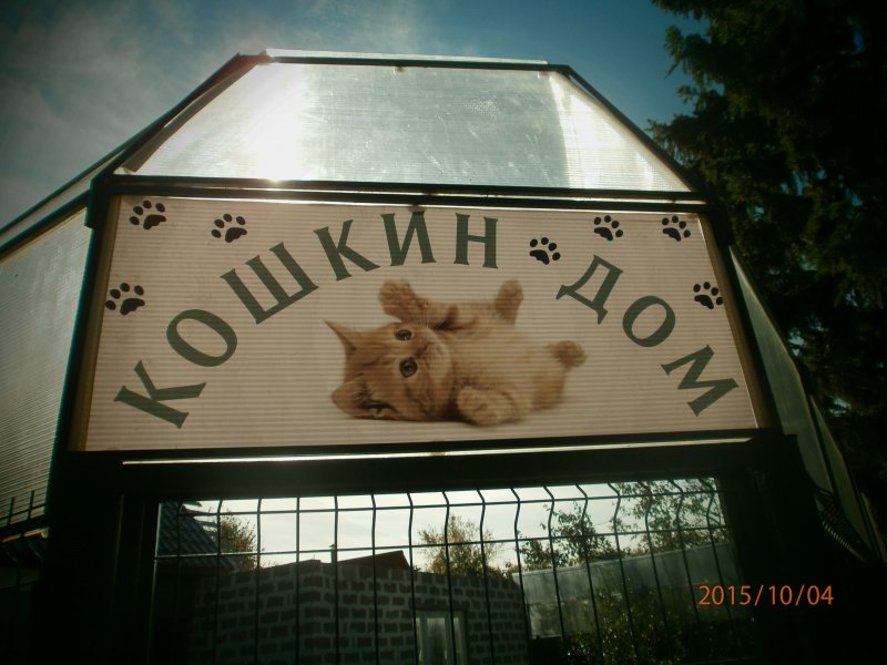 Приют Кошкин дом Москва