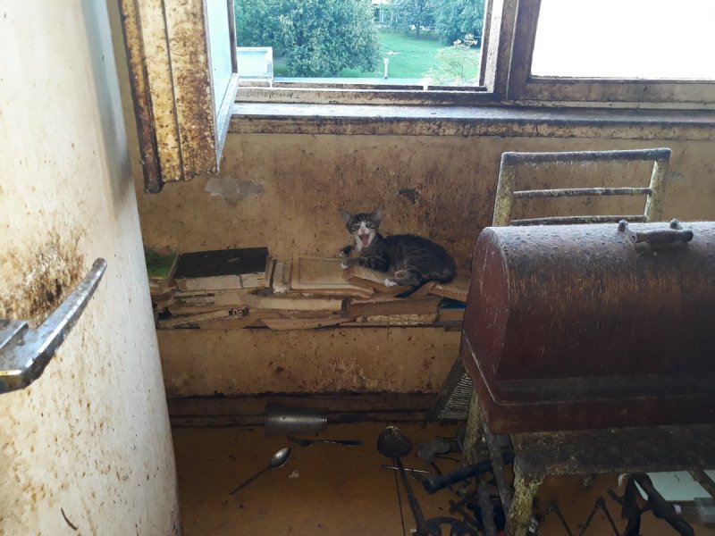 Кошкин дом психиатрия