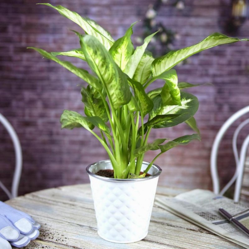 Диффенбахия (Dieffenbachia)