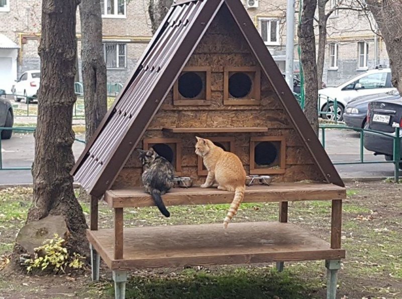 Кошкин дом фото
