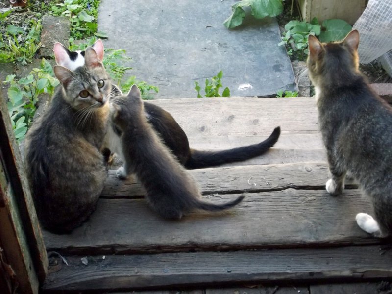 Кошкин дом Калининград Зеленоградск