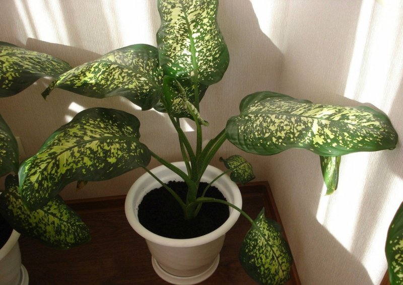 Диффенбахия Камилла (Dieffenbachia Camilla)