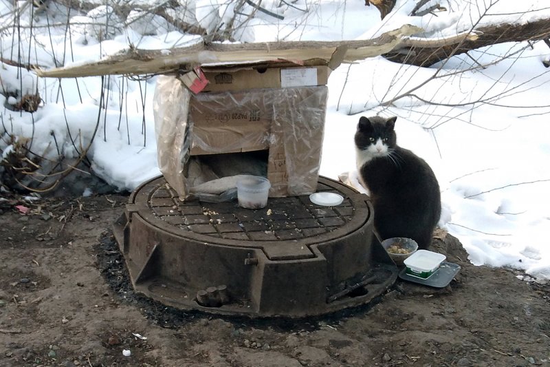 Кошкин дом Новотроицк