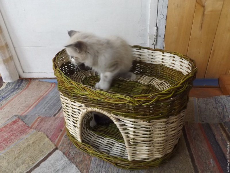 Усатые мамы кошки