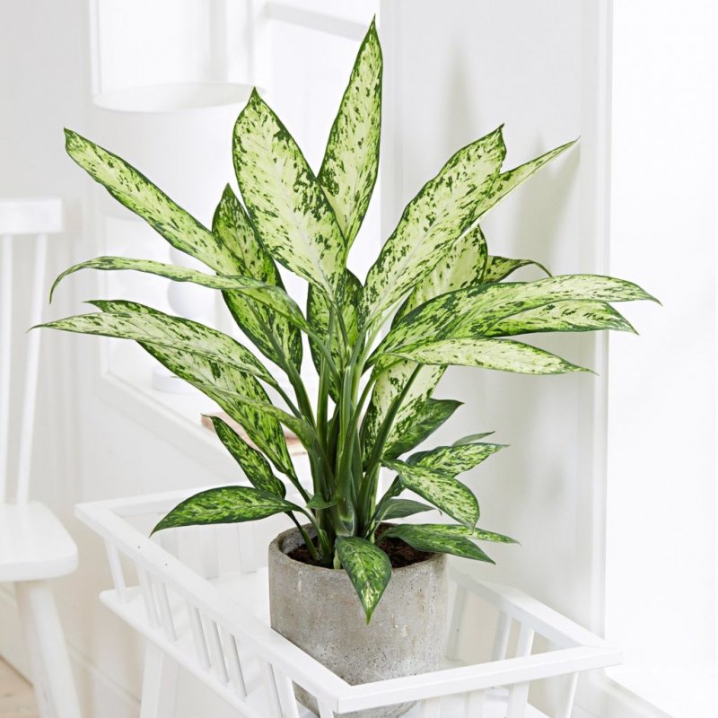 Диффенбахия (Dieffenbachia)